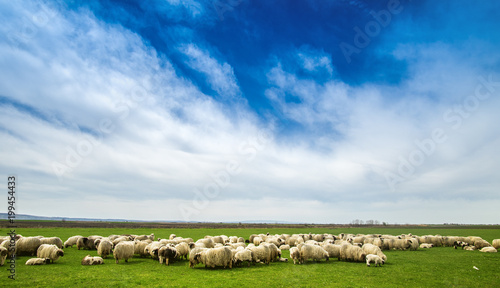 Big flock of sheep on the meadow on the nice sunny day. Wide angle shot with dramatic sky with clouds.