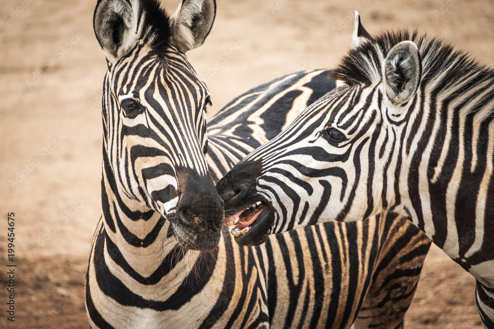 Naklejka premium Portrait of Chapmans Zebra (Equus quagga chapmani).