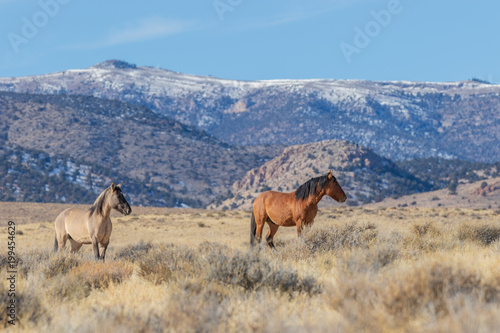 Pair of Wild Horse Stallions © natureguy