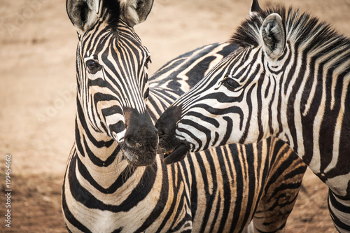 Portrait of Chapmans Zebra (Equus quagga chapmani).