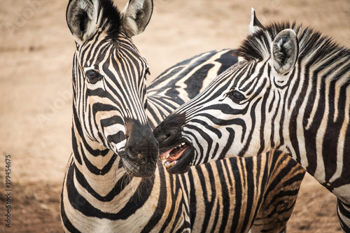 Portrait of Chapmans Zebra (Equus quagga chapmani). photo