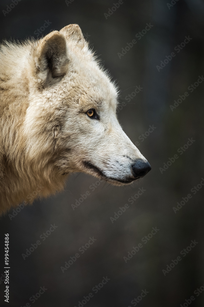 Fototapeta premium Portrait of Arctic Wolf (Canis lupus arctos) aka Polar Wolf or White Wolf.