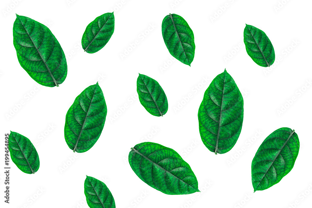 green leaf on white background. green leaf on white background.
