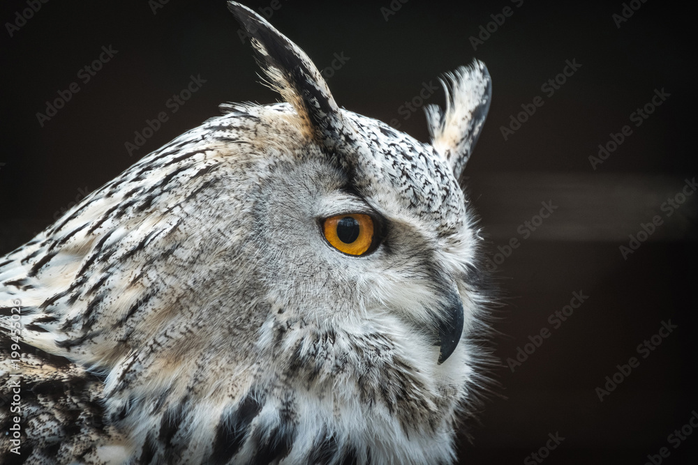 Fototapeta premium Close portrait of Siberian eagle owl (Bubo bubo sibiricus).
