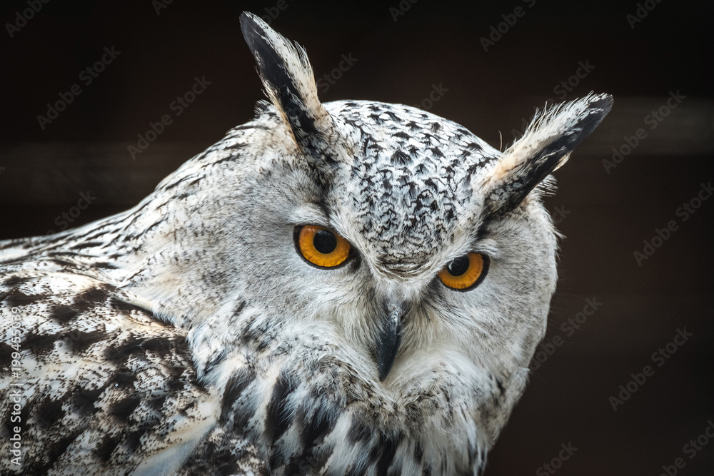 Fototapeta premium Close portrait of Siberian eagle owl (Bubo bubo sibiricus).
