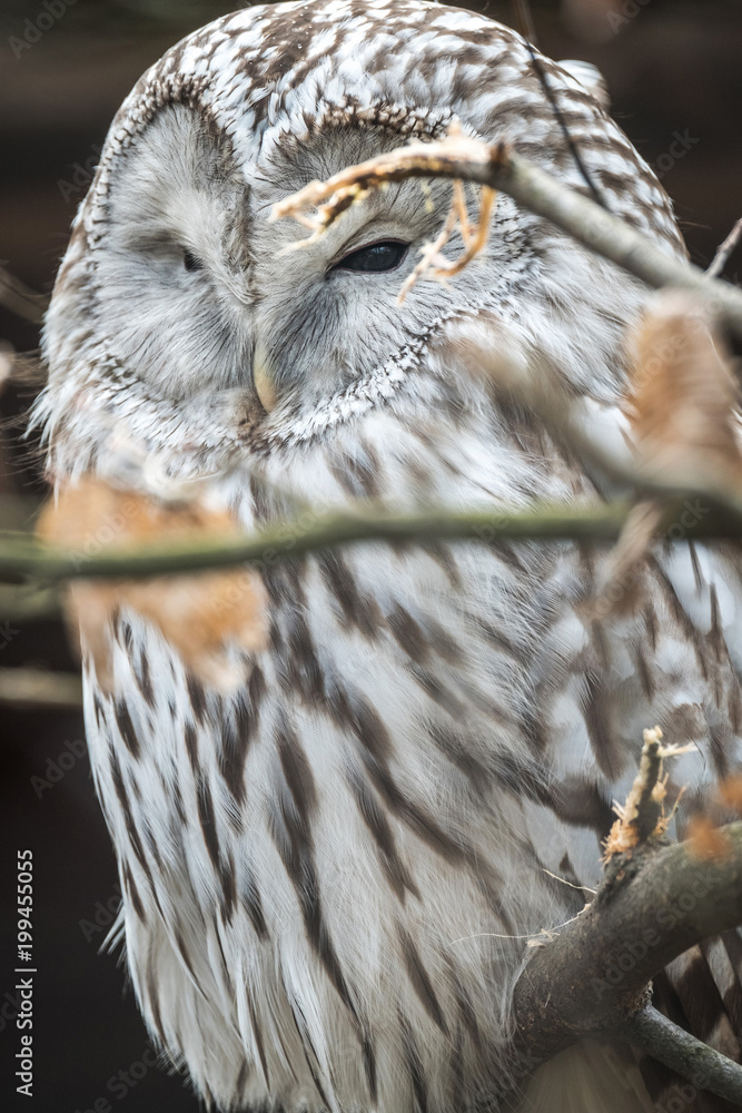 Fototapeta premium Close portrait of Ural Owl, Strix uralensis, a nightbird.