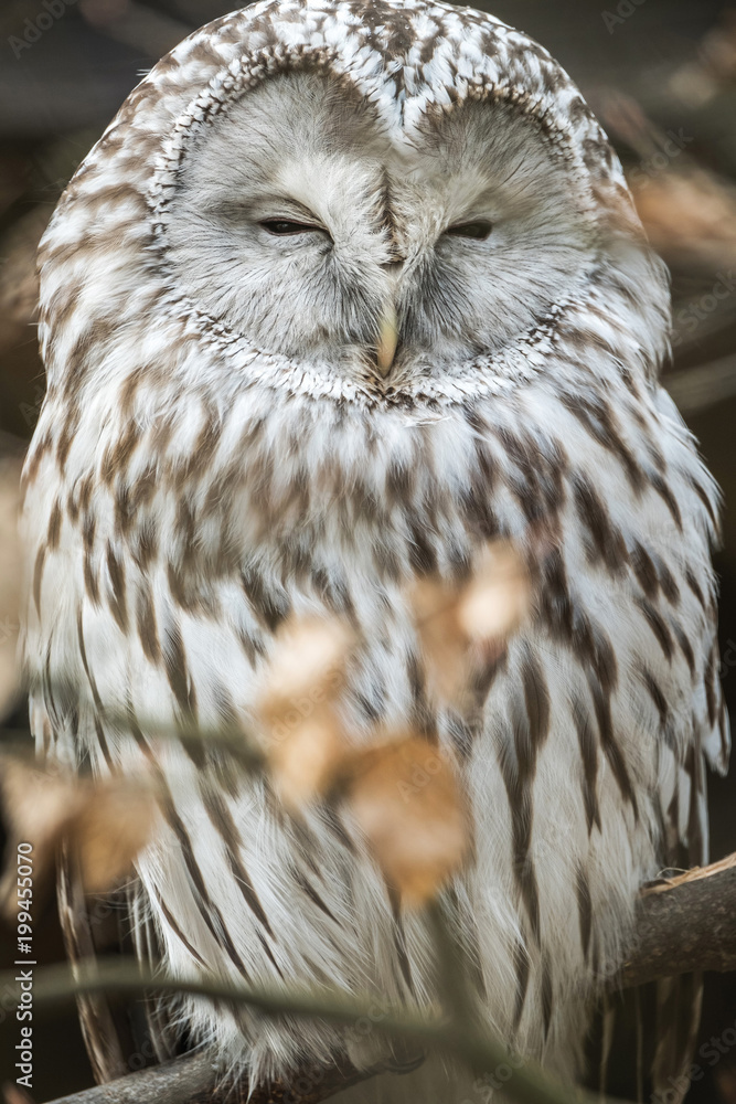 Obraz premium Close portrait of Ural Owl, Strix uralensis, a nightbird.