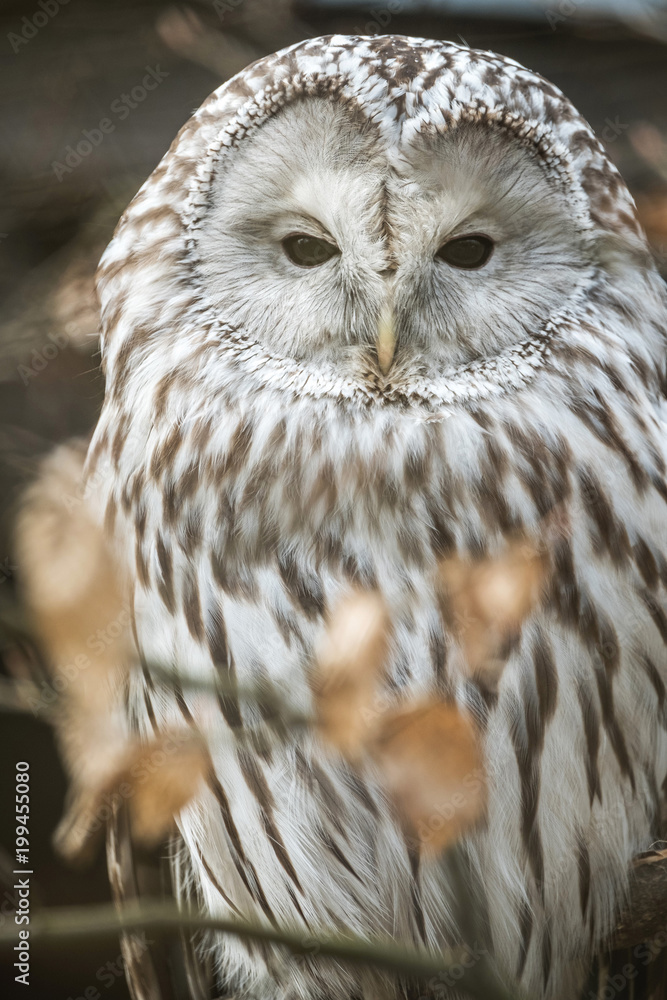 Fototapeta premium Close portrait of Ural Owl, Strix uralensis, a nightbird.