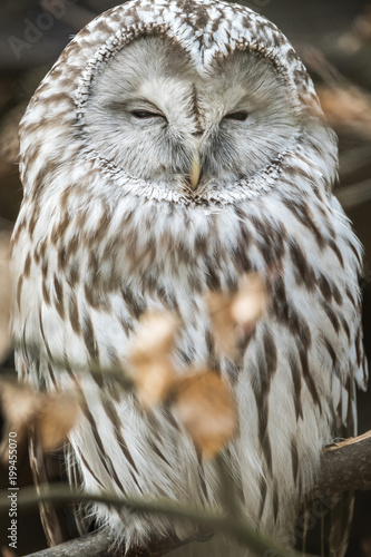 Obraz na płótnie Close portrait of Ural Owl, Strix uralensis, a nightbird.