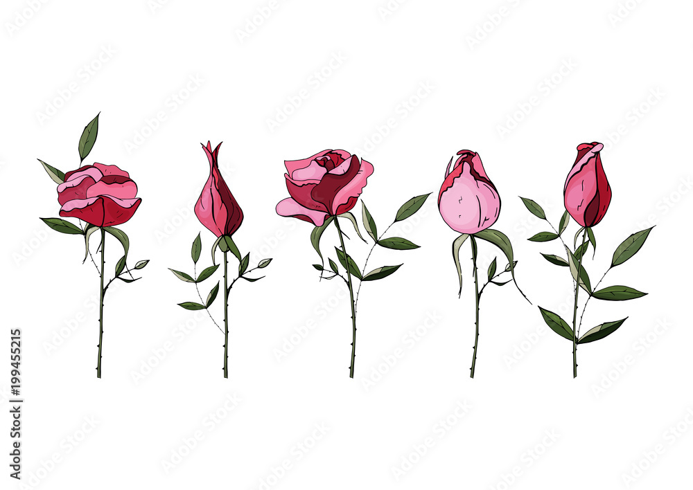 Beautiful roses isolated on background. Hand-drawn. For greeting card and invitation. Vector