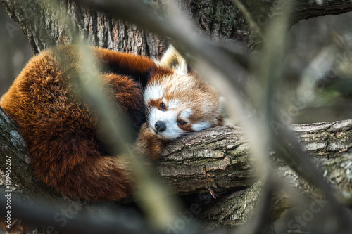Red Panda, Firefox or Lesser Panda (Ailurus fulgens) resting in a tree.