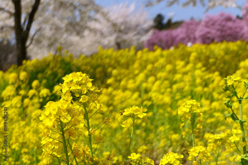 赤城南面千本桜。菜の花畑と桜。前橋　群馬　日本。４月初旬。