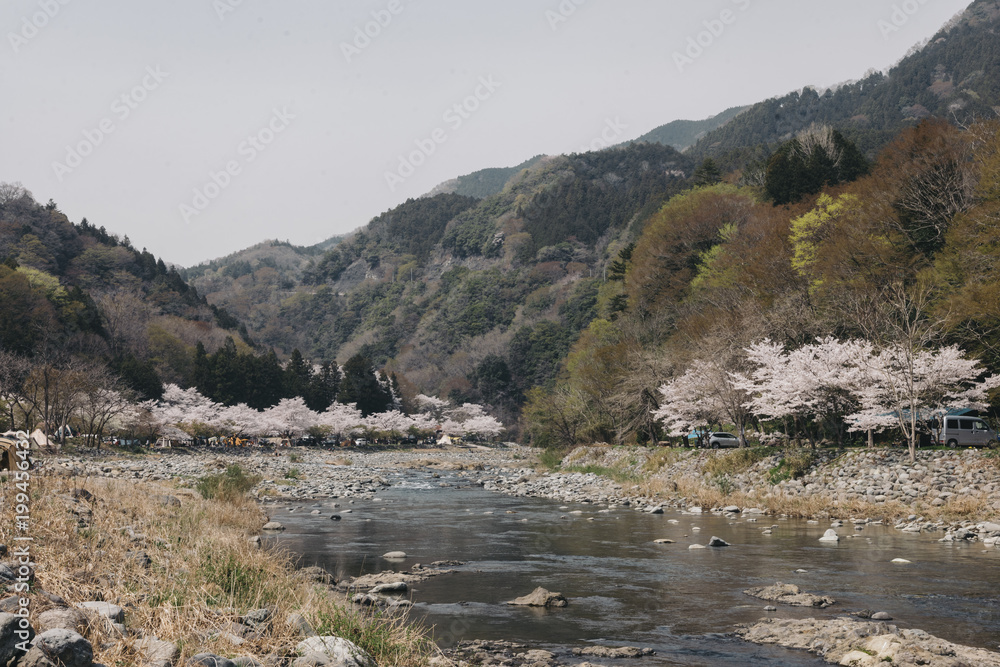 Spring landscape along the Japanese river