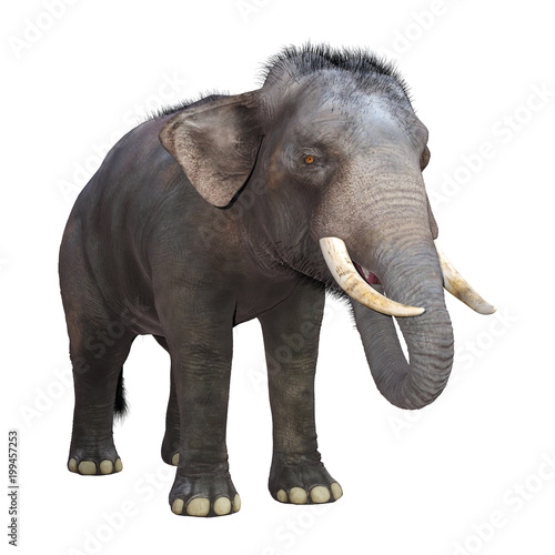 3D Rendering Indian Elephant on White