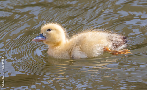Baby Duckling glances inquisitively at the sky © Jeremy