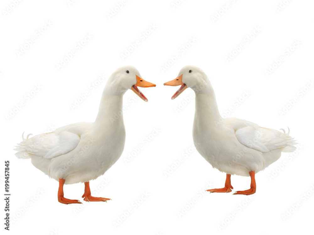 Fototapeta premium Two Duck
