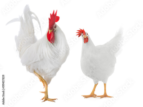 white rooster isolated