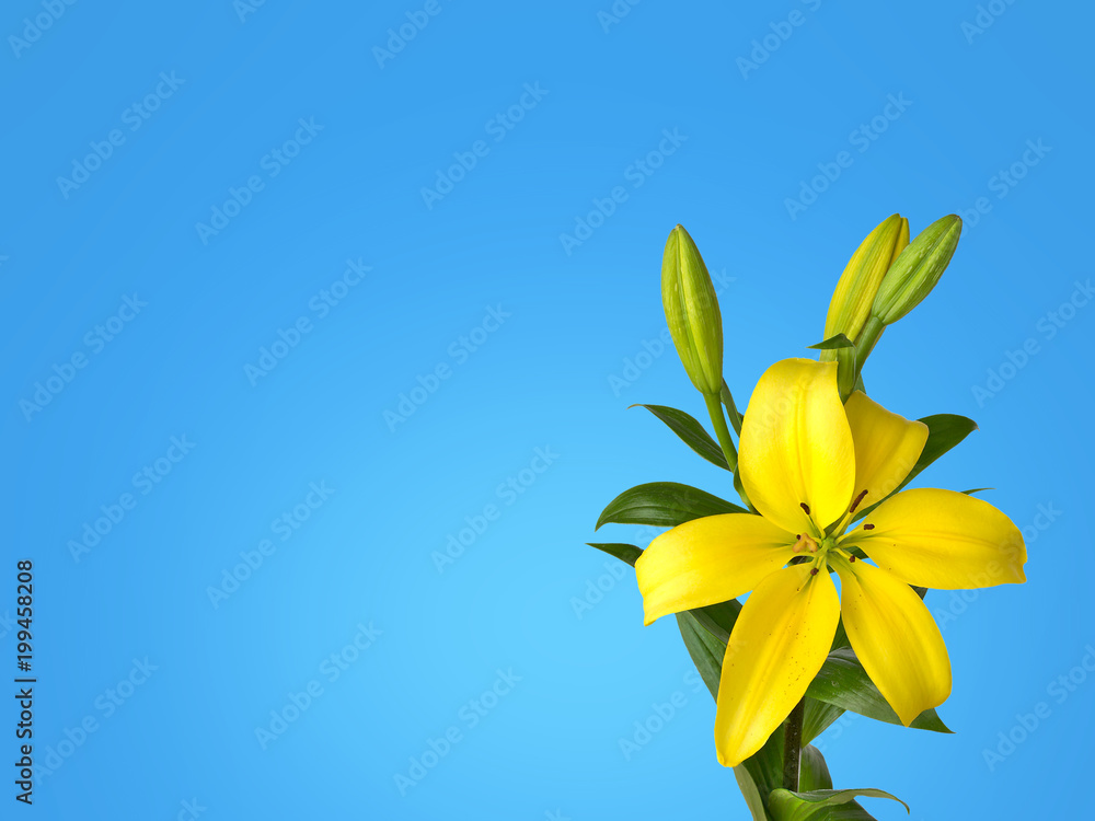 Obraz premium Yellow Lily, Hemerocallis Lilium bulbiferum, lillies on blue