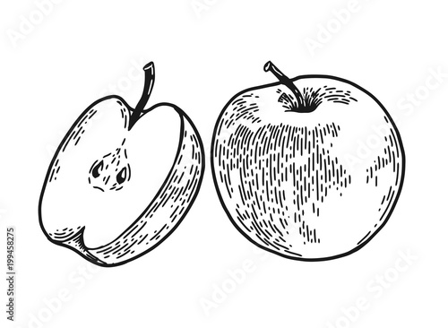 apple engraved sketch