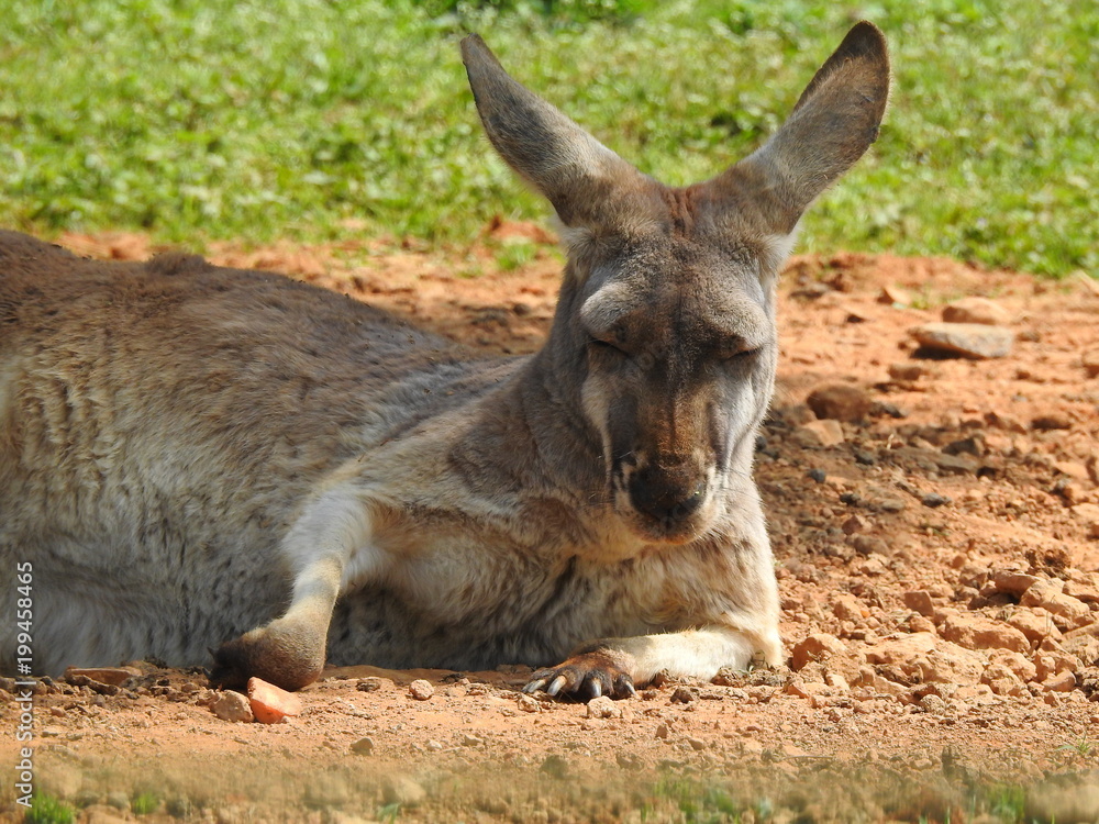 A kangaroo relaxing in Hangzhou safari park