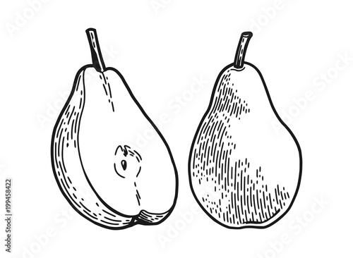 poire engraved sketch photo