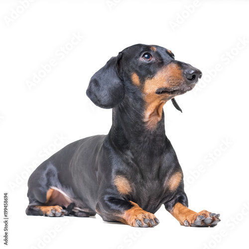  adorable dog breed dachshund, black and tan, lying on white background. © Masarik
