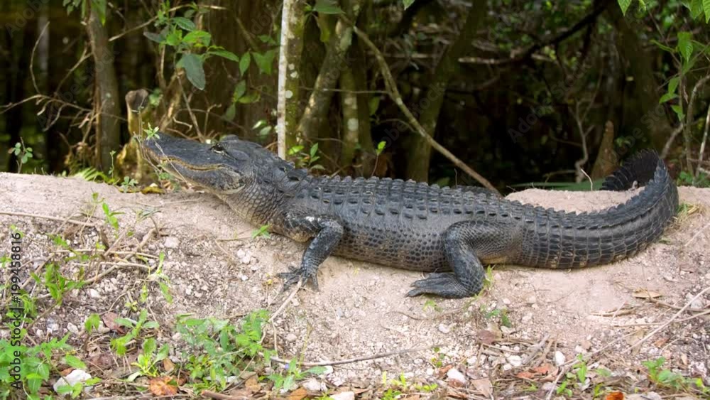 Alligator lies on the river bank, Everglades National Park, Florida Alligator lies on the river bank, Everglades National Park, Florida