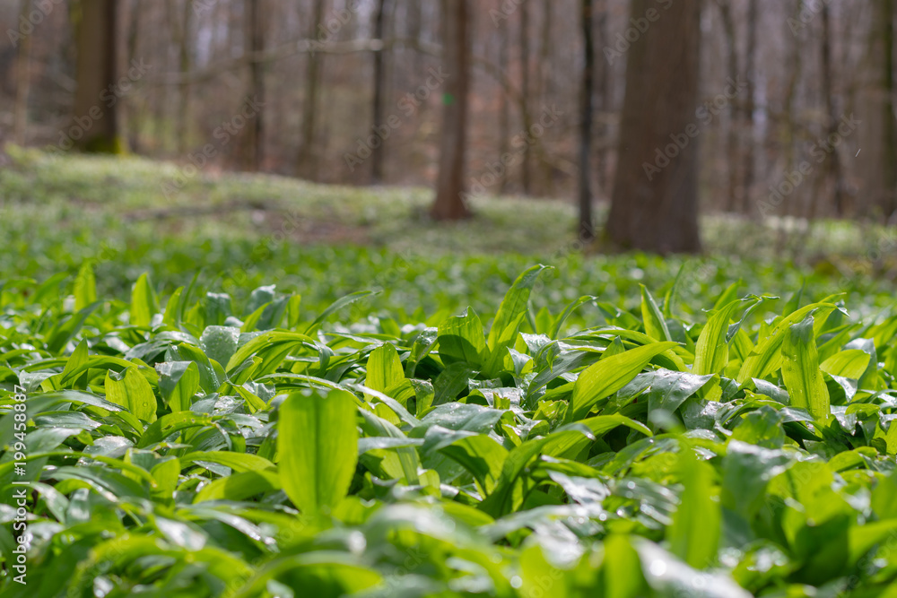Naklejka premium Bärlauch im Wald