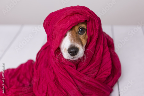 portrait of a cute young small dog looking at the camera with a red scarf covering him. White background © Eva
