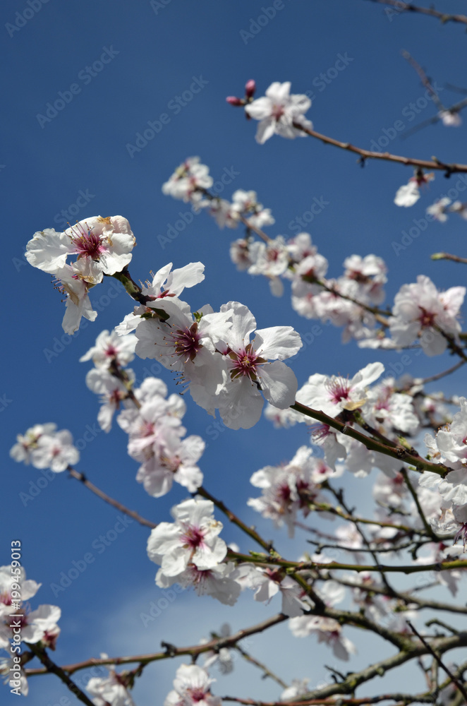 mandelblüte bei Neustadt-gimmeldingen mandelblüte bei Neustadt-gimmeldingen
