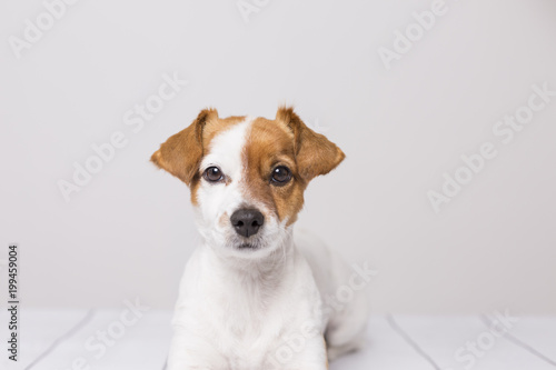 portrait of a cute young small dog lying on the white wood floor, resting and looking at the camera. Pets indoors © Eva