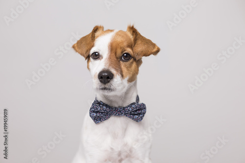 cute young small white dog wearing a modern bowtie. Sitting on the white wood floor and looking at the camera.White background. Pets indoors