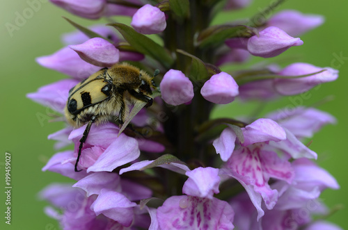 Pinselkäfer an Orchideenblüe photo