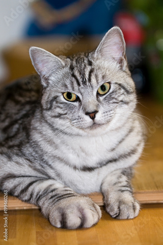 Katze mit angeschwollener Pfote © DoraZett