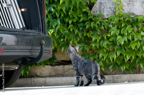 Neugierige Katze schaut in den Kofferraum eines Autos