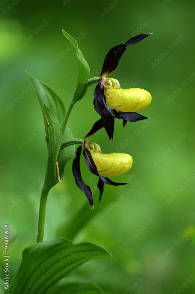 Obraz premium Frauenschuh