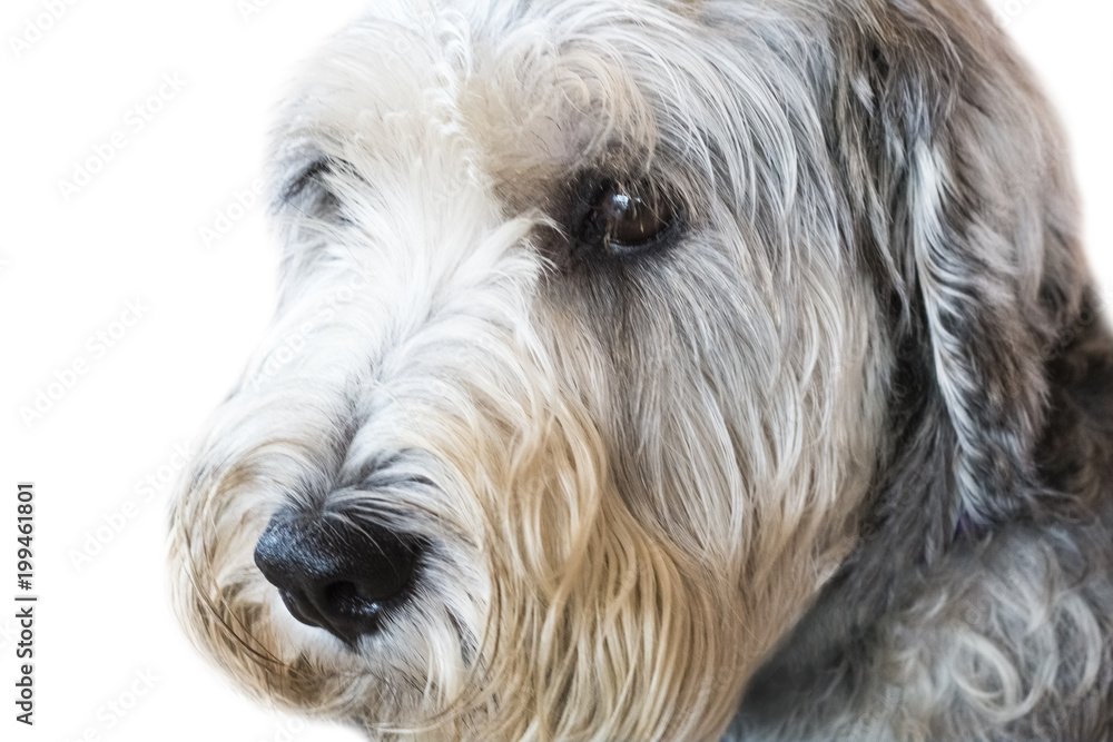 Yorkshire Terrier isolate on white background,front view , technical cost-up.Yorkshire Terrier isolate on white background,front view , technical cost-up.Clipping path Yorkshire Terrier isolate on white background,front view , technical cost-up.Yorkshire Terrier isolate on white background,front view , technical cost-up.Clipping path
