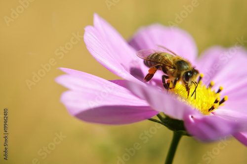 Macro image of honeybee on cosmos flower