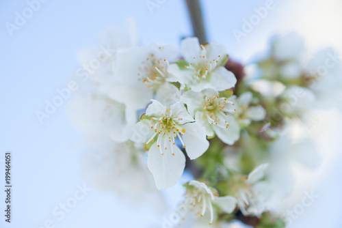 Cherry blossom detail