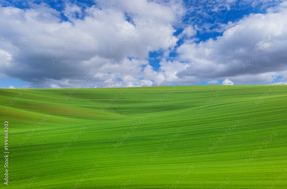 Fototapeta premium Famous moravian fields - Czech Republic