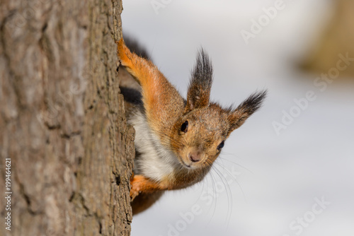 Red eurasian squirrel