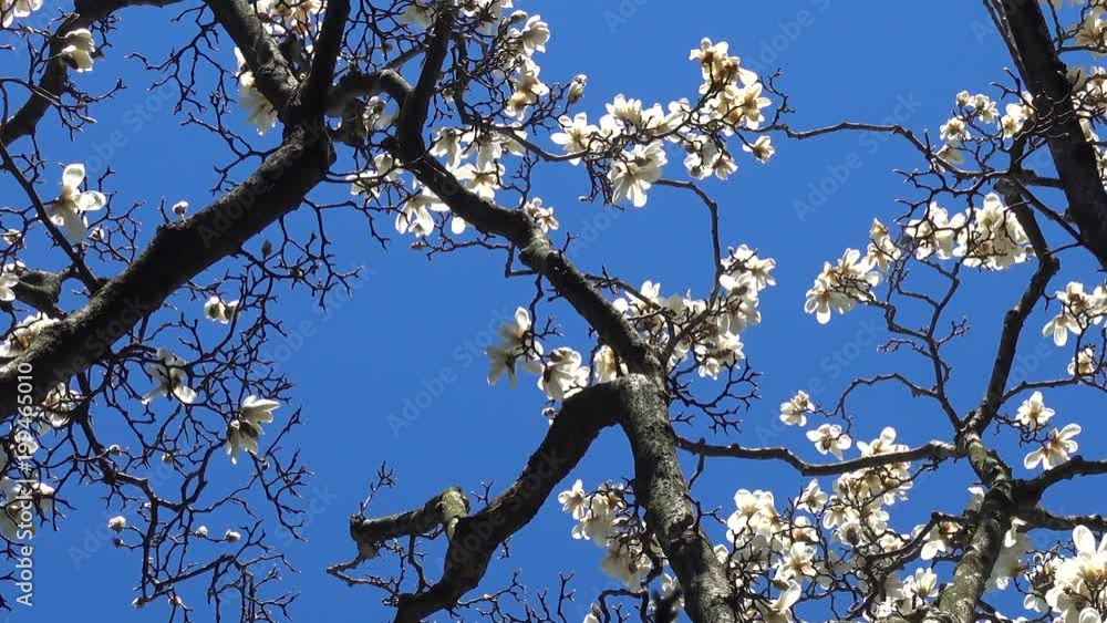 Large tree with white flowers against the blue sky. Beautiful background or backdrop for video editing. Large tree with white flowers against the blue sky. Beautiful background or backdrop for video editing.