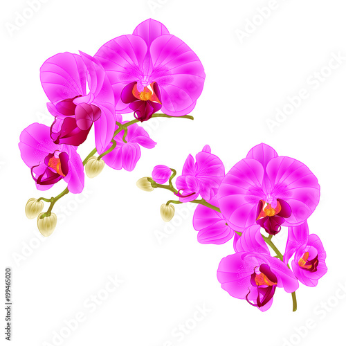 Branches orchids purple flowers  tropical plant Phalaenopsis  on a white background  set third vintage vector botanical illustration for design hand draw