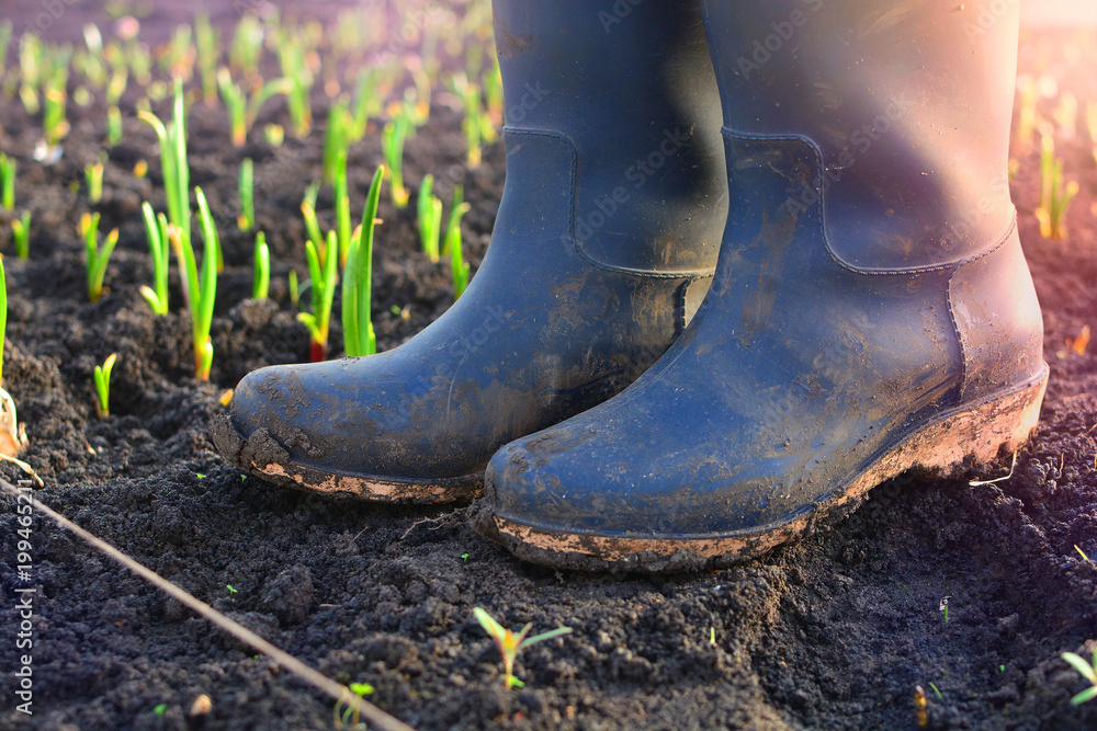 Farmer rubber boots in a garden of a agriculture farm. Background with a  sprouts of a plants at early morning. Photos | Adobe Stock