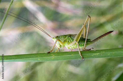 Locust sitting on the grass