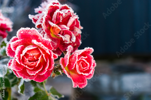 roses in frost