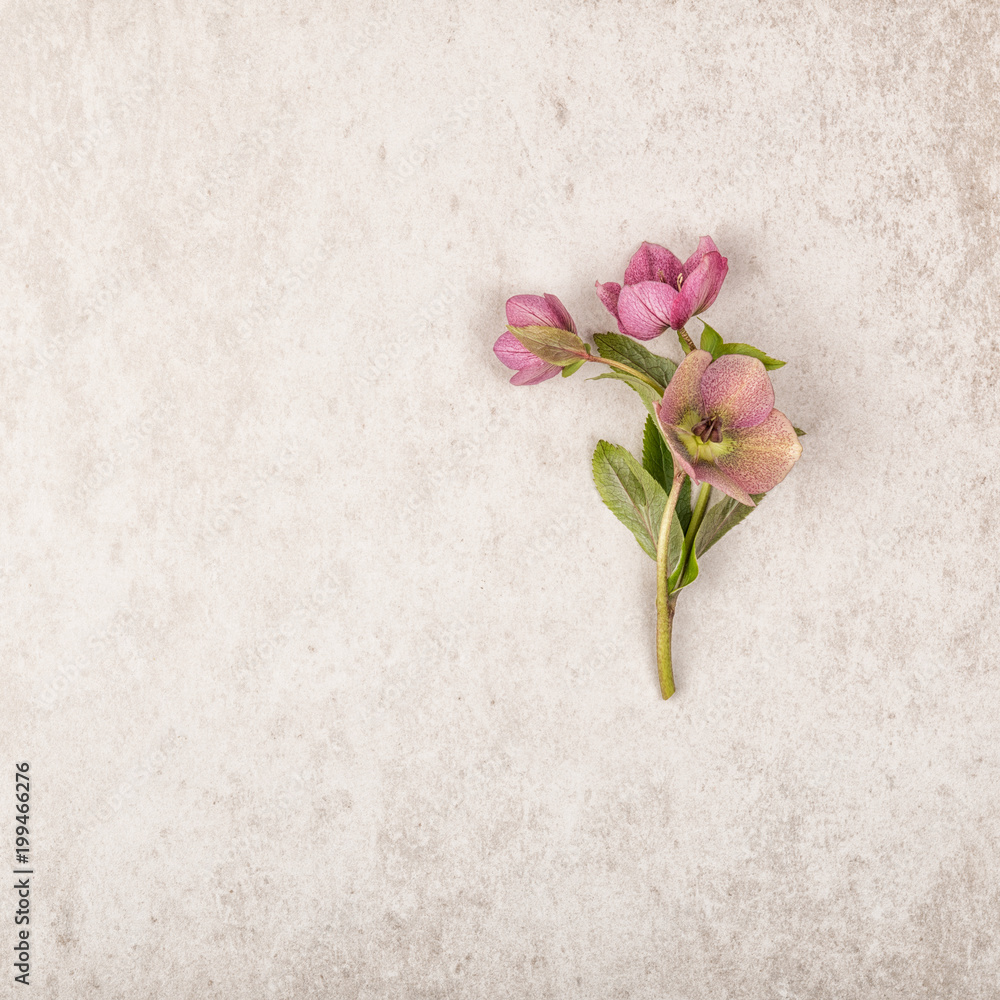 Bouquet of red purple flowers on beige stone vintage background. Top view, flat lay and copy space. Love or vintage concept Bouquet of red purple flowers on beige stone vintage background. Top view, flat lay and copy space. Love or vintage concept