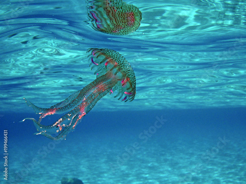 Jellyfish and its reflection on the sea surface