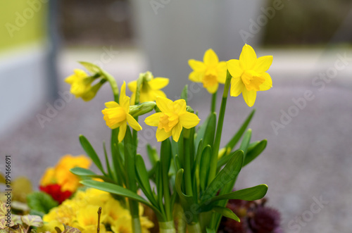 Bright yellow spring daffodils or narcissus