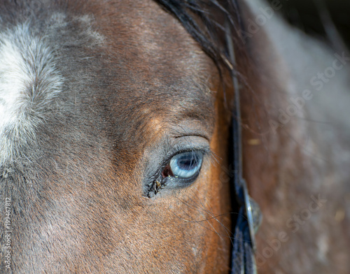 Pferd mit weißen Augen © Milan
